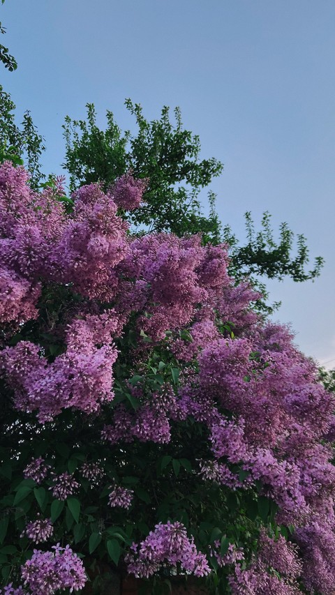 papéis de parede spring, Blossom