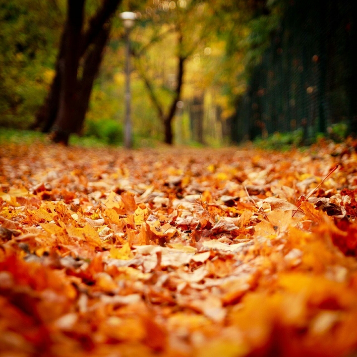 Leafs