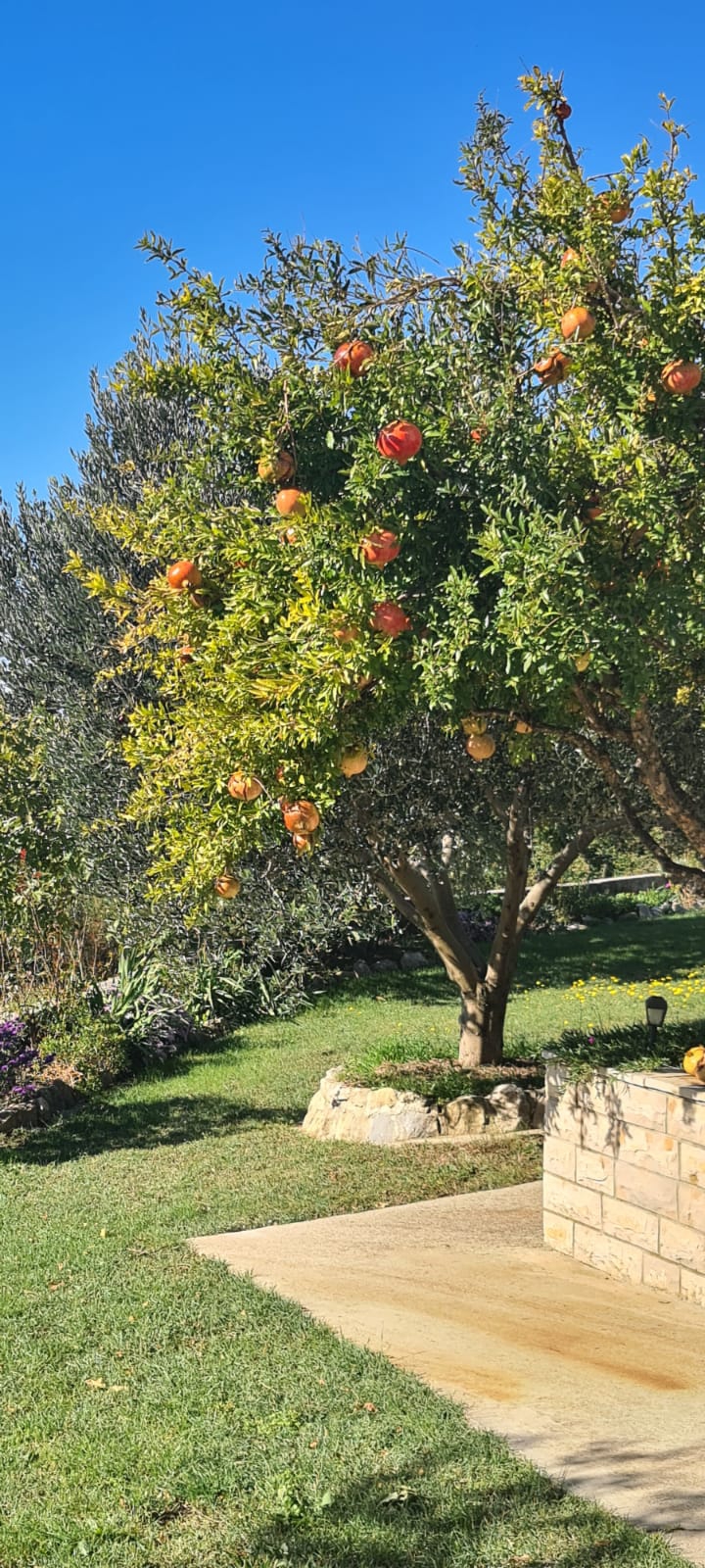 pomegranate tree
