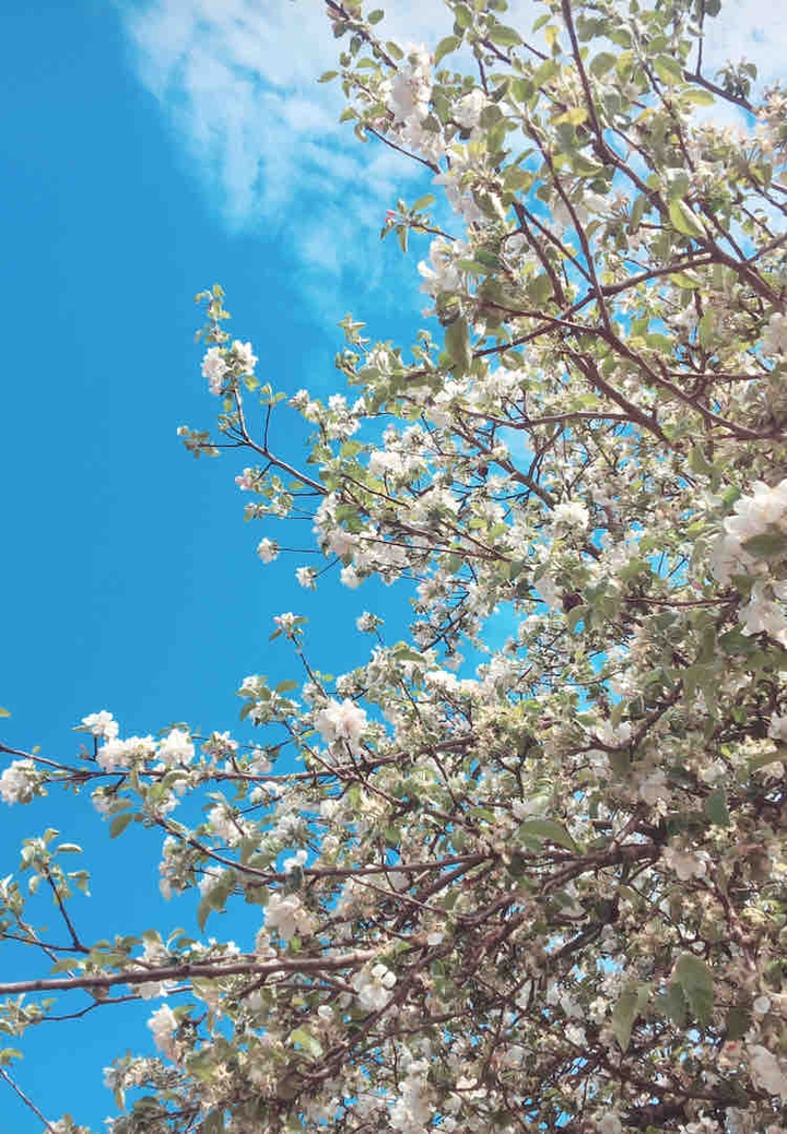 bloom