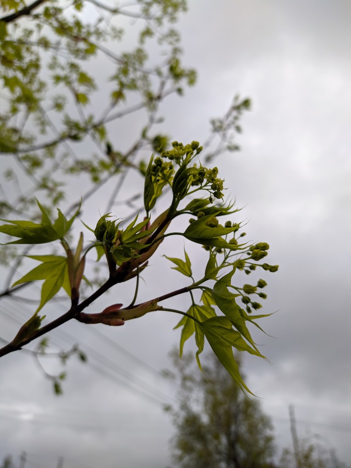Spring is coming