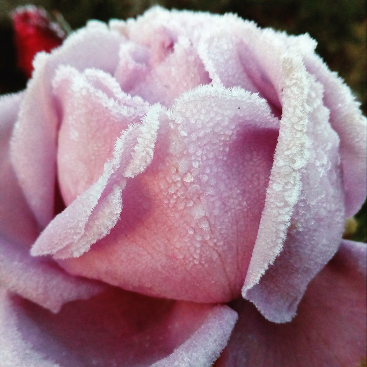 rose сиреневая?