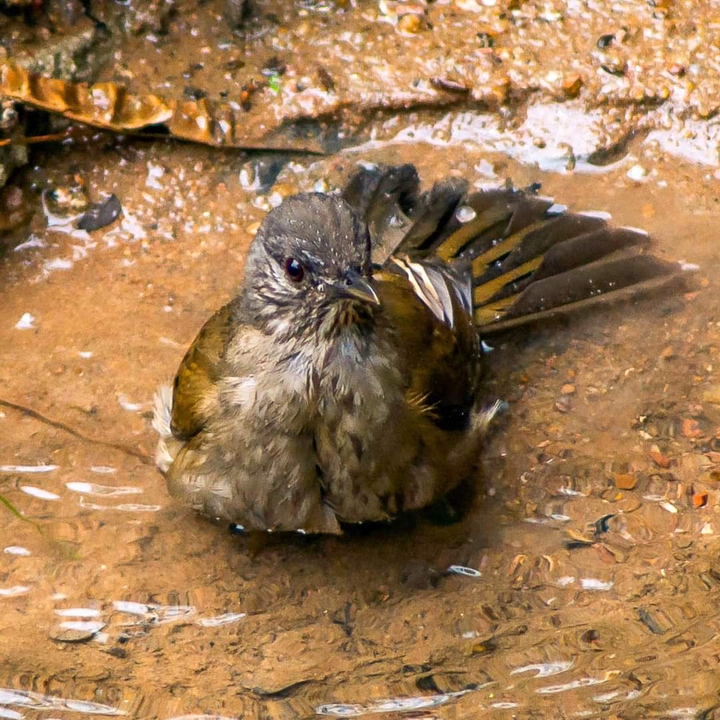 Bird ?