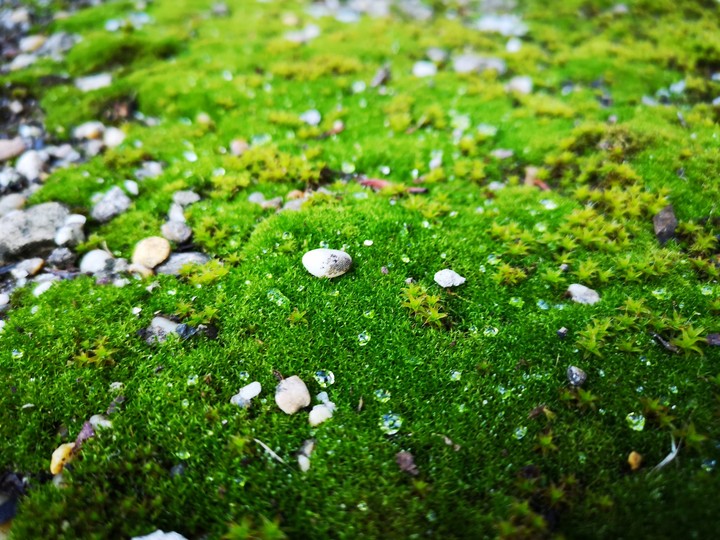 Moss