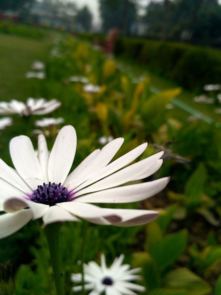 nature alive