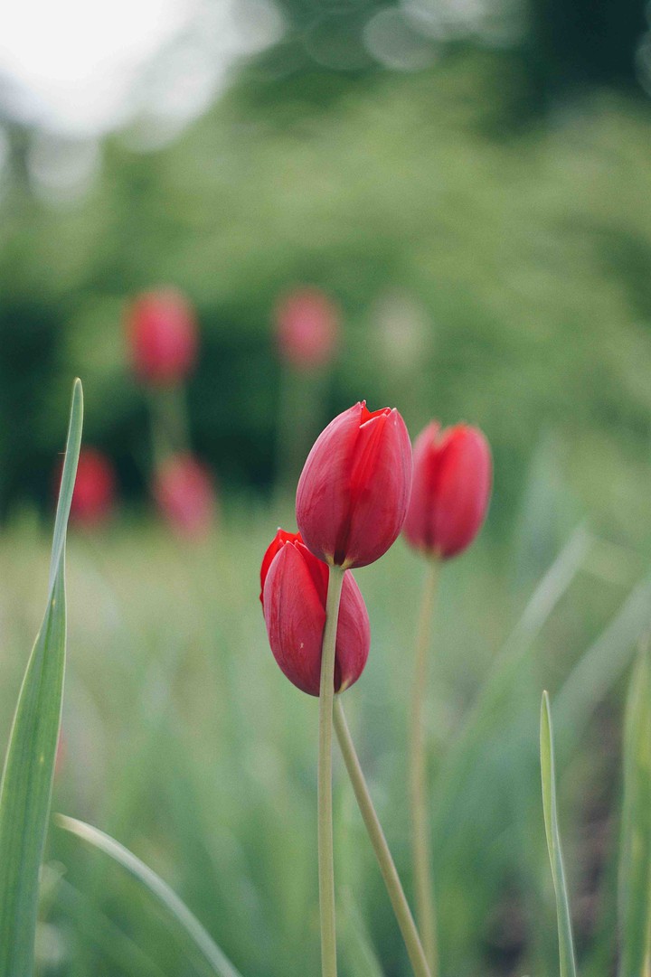 Цветы