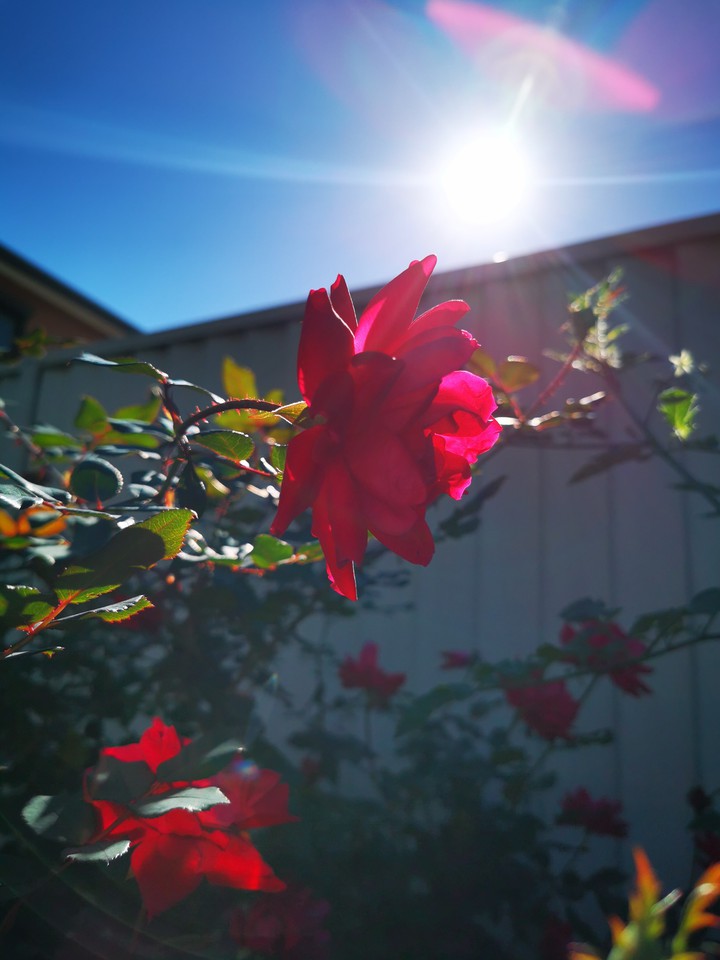 rose are red