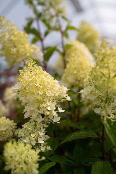 Hydrangea