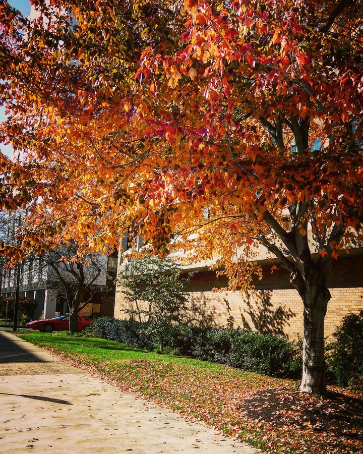 fall