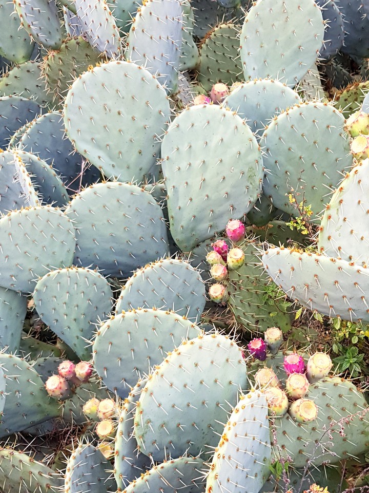 cactus