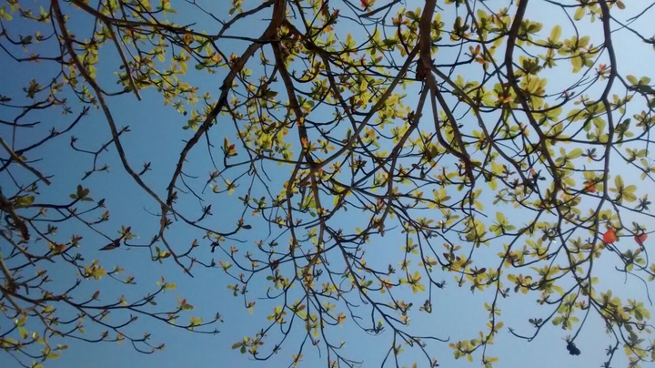 paz