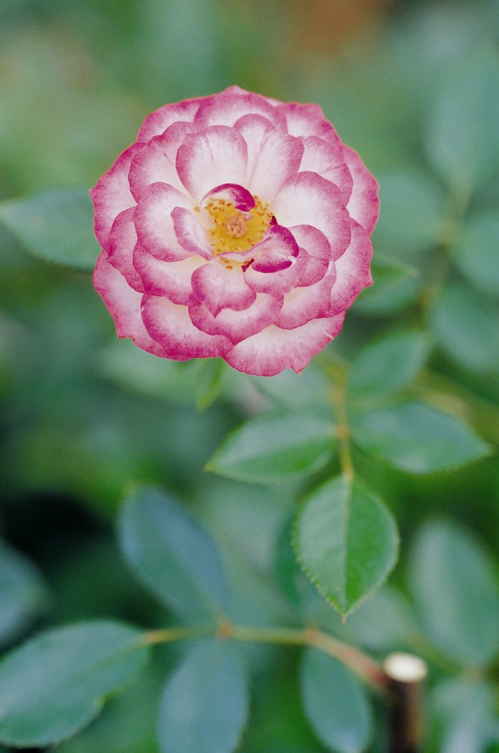 꽃이미지