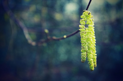 sfondi tree, plant