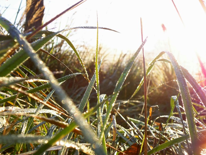 Morning dew