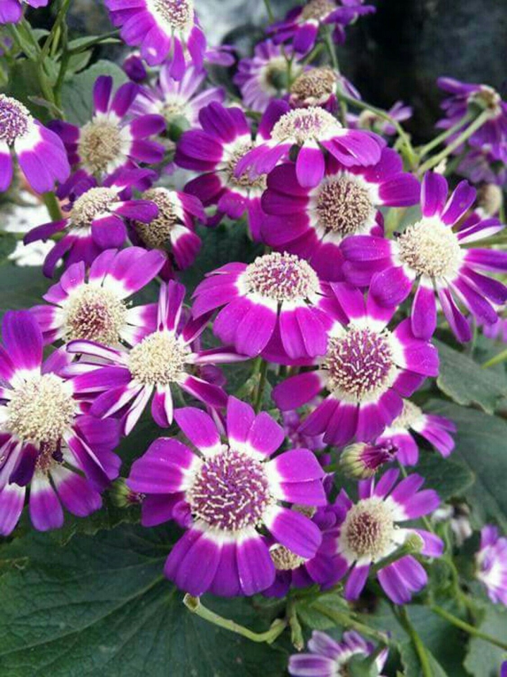 Flores