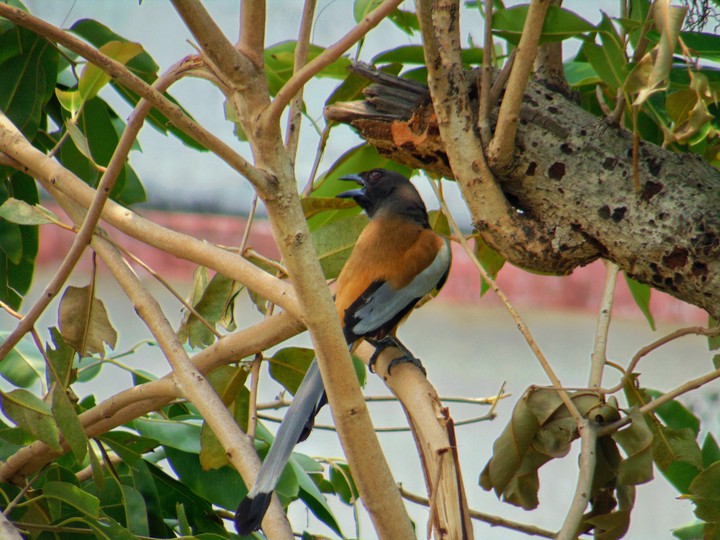 Rufous Tree pie