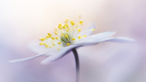 plant, wildflower wallpapers