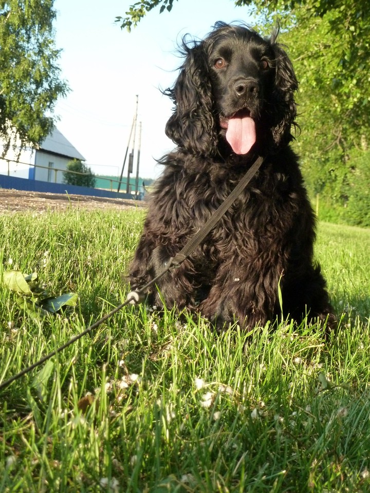 Bim, my pet