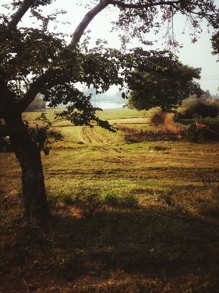tree