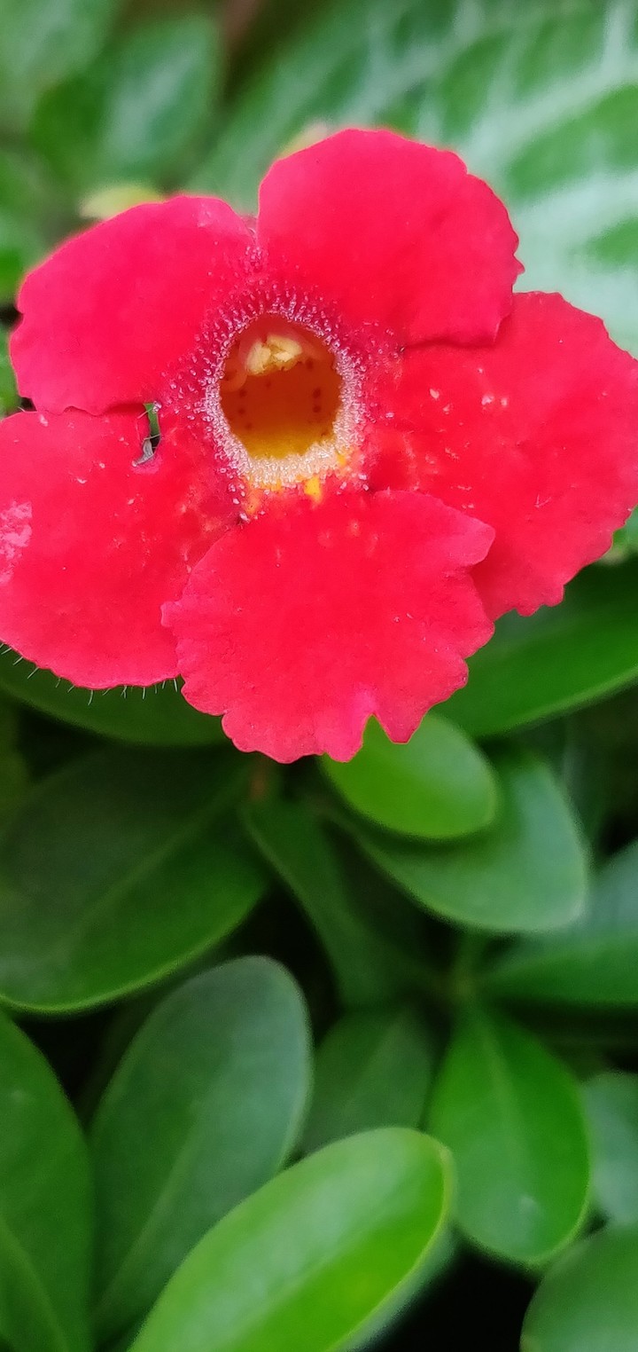 nature beauty
