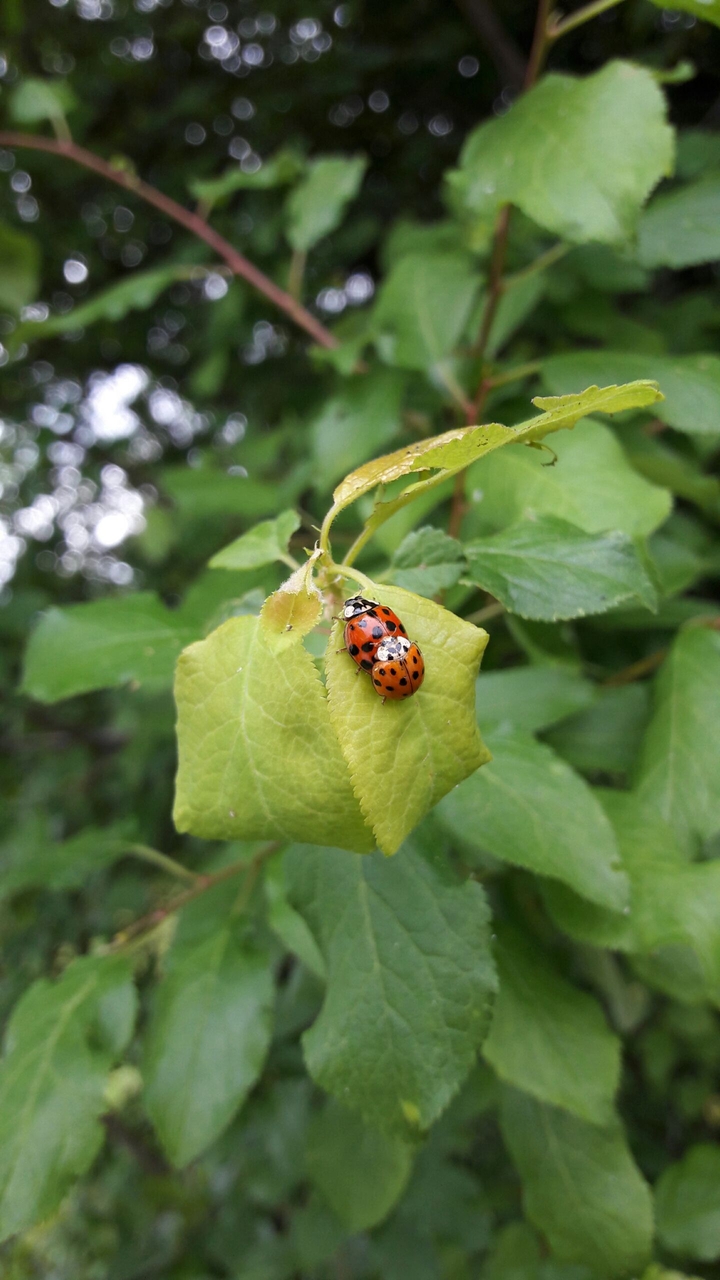 Ladybugs