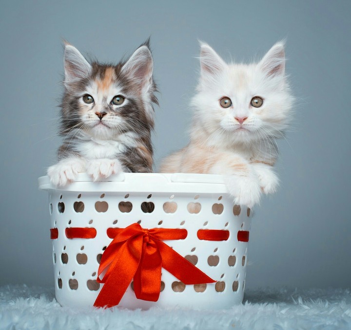 cute cats