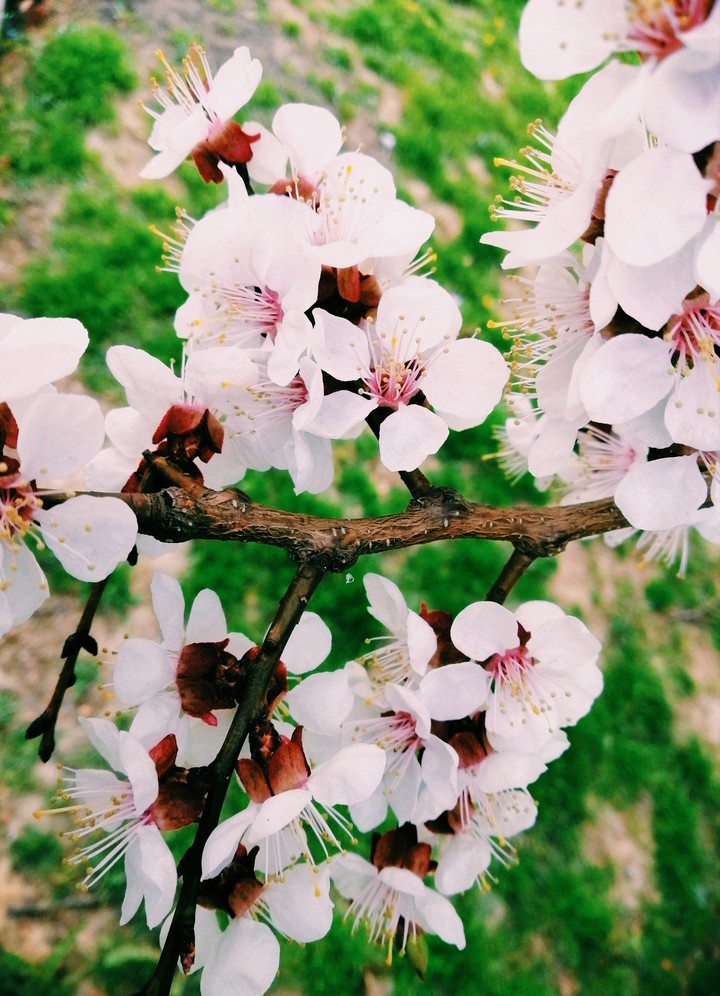 apricot in blossom