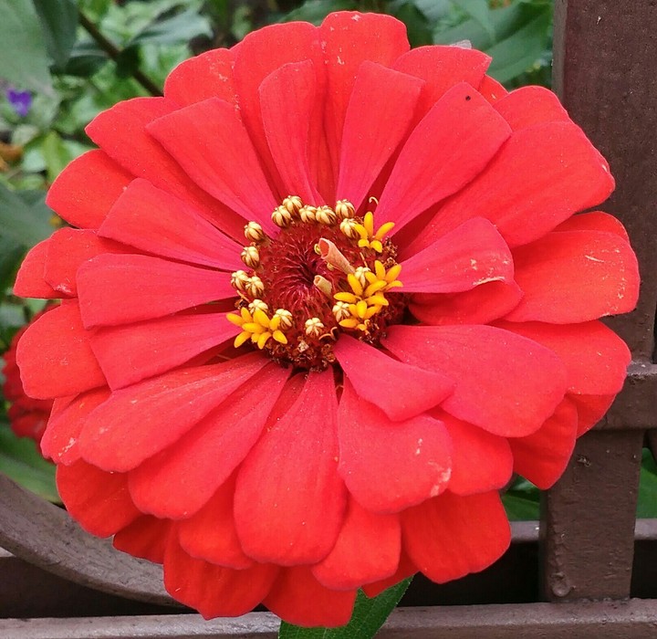 flower