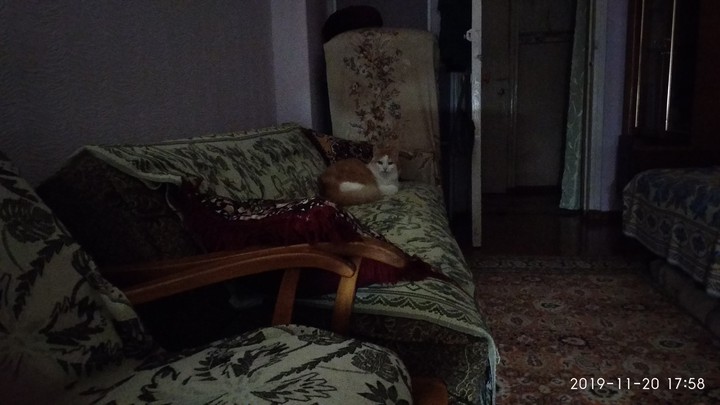 cat and bеd