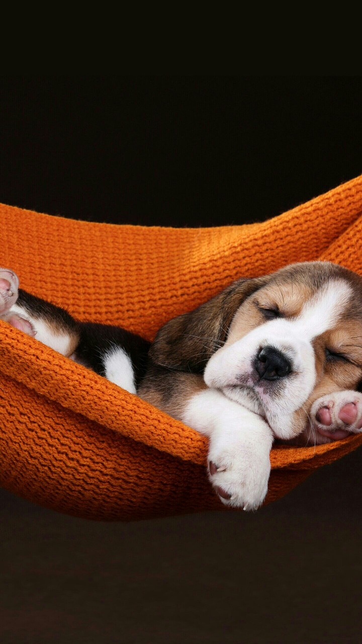Puppy