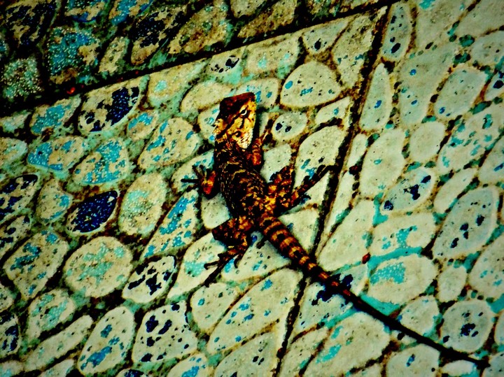 Reptile