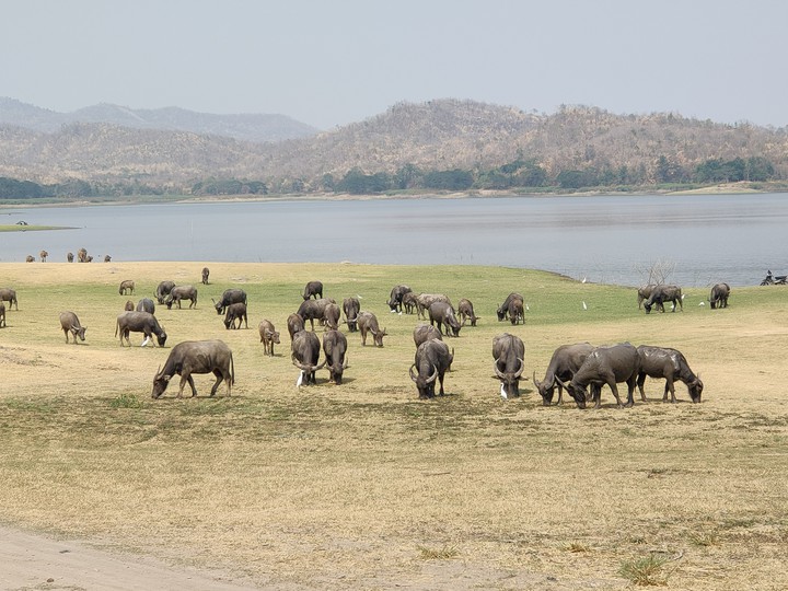 Buffalo for pa daeng reservoir in phetchabun, thailand