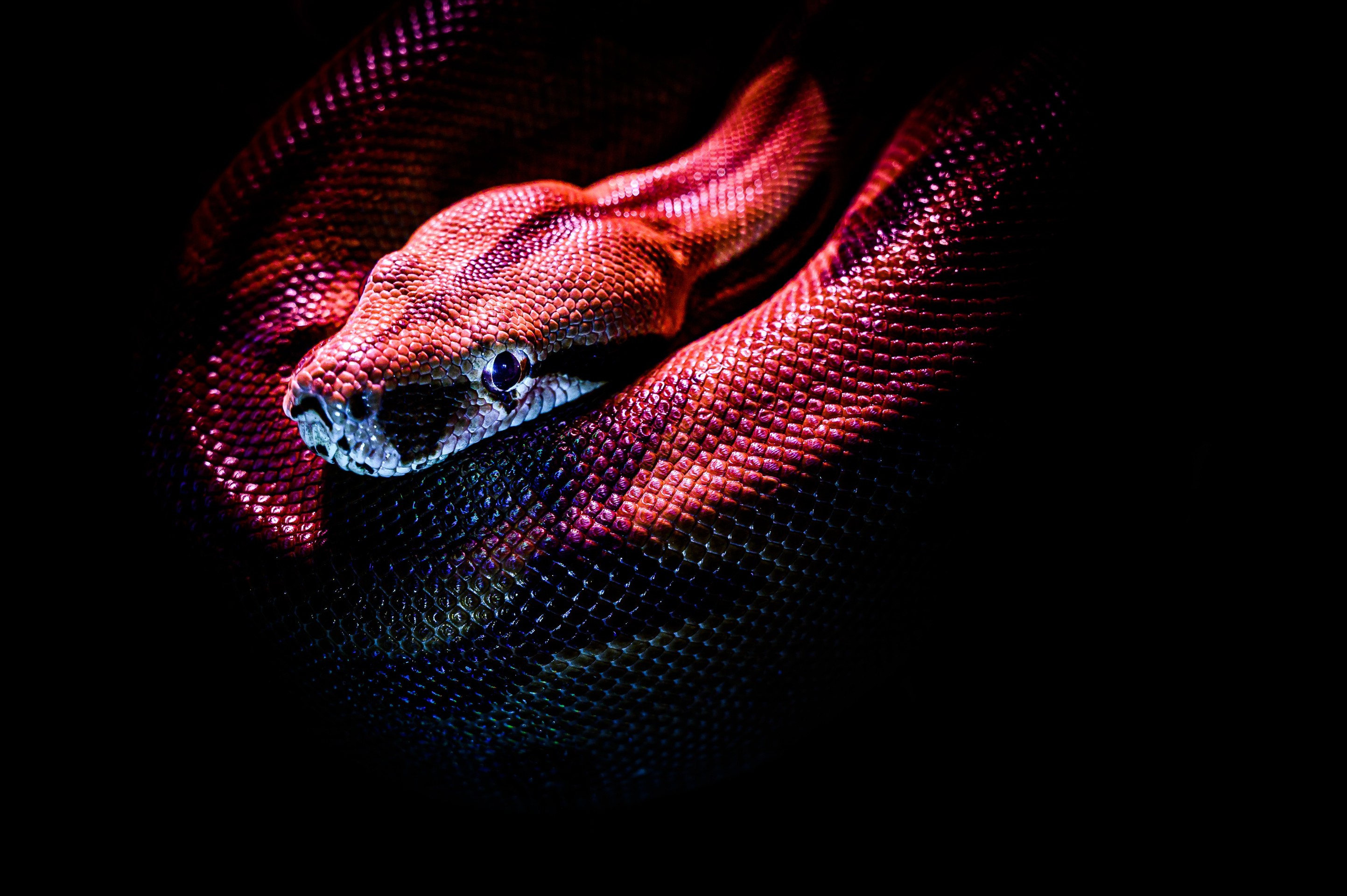 sfondi reptile, darkness
