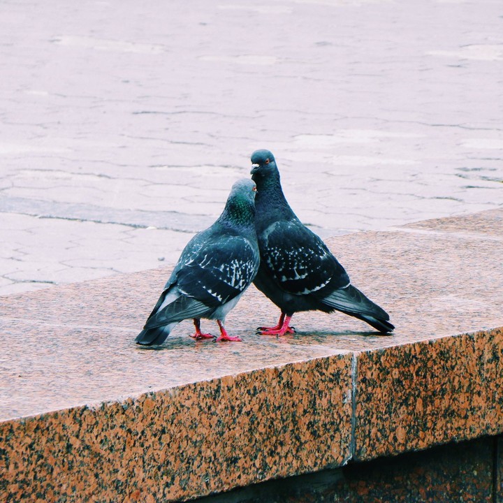 Bird`s love
