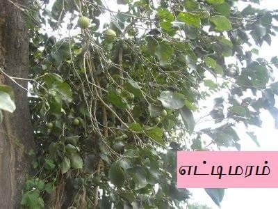 எட்டி மரம்