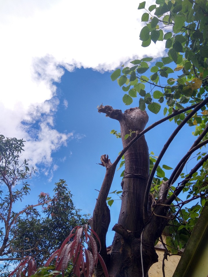 cut trees... erase clouds!