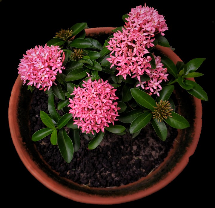 Ixora Flower.