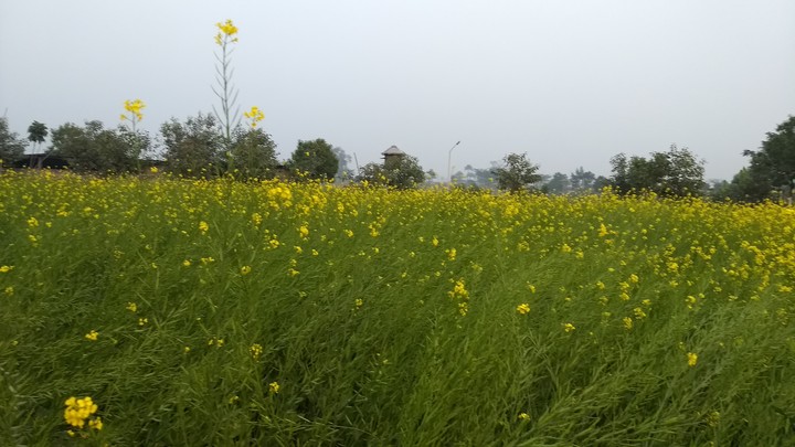 Mustard farming