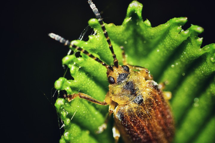 macro