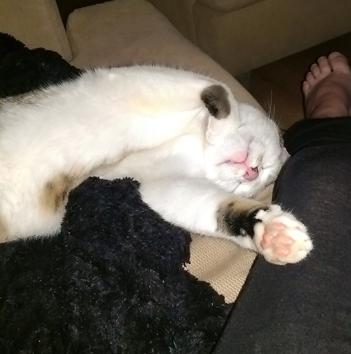 Lazy Stinky Winky