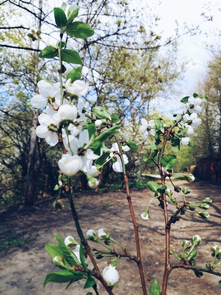 Цвіт. Blossom.
