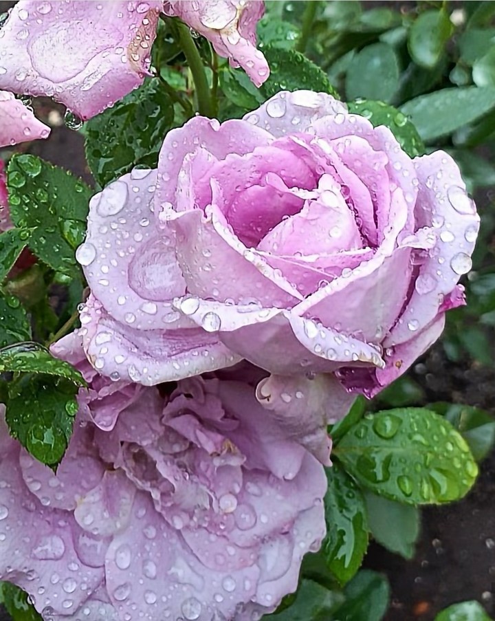 Roses