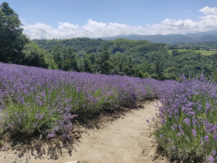 Campi di lavanda