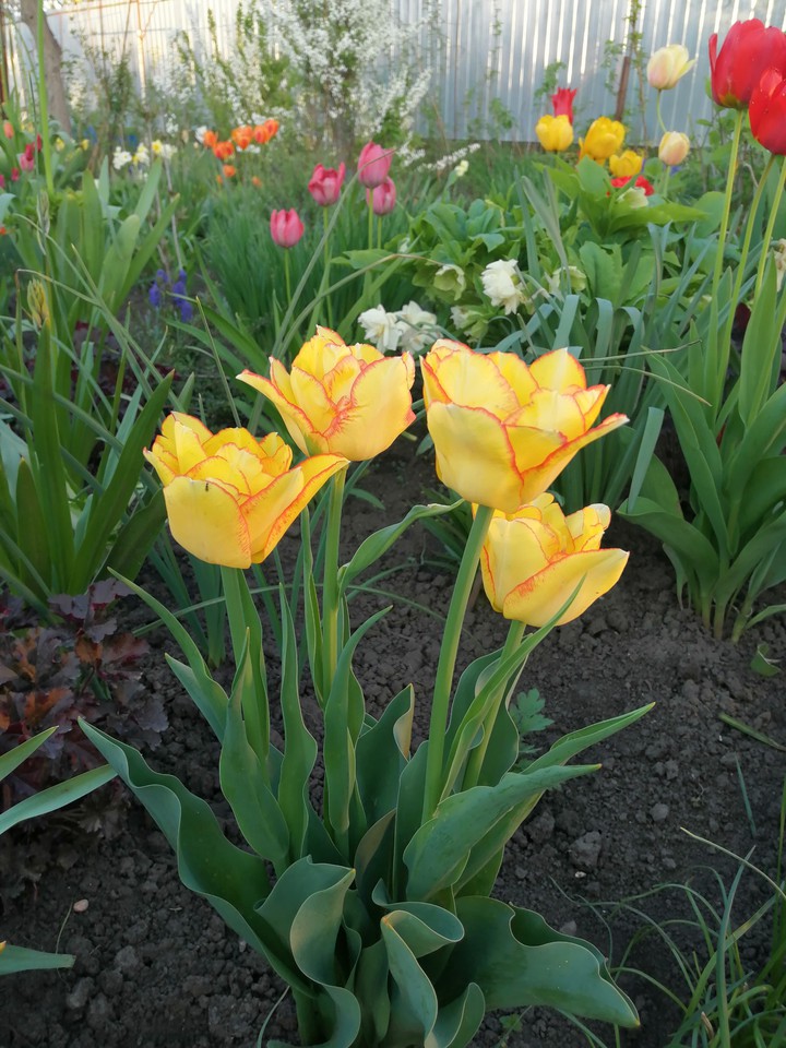 Tulip