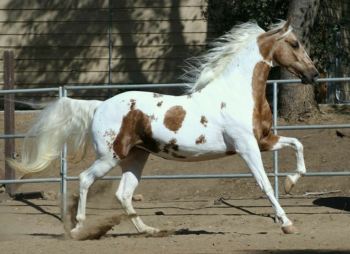 All The Pretty Horses 15