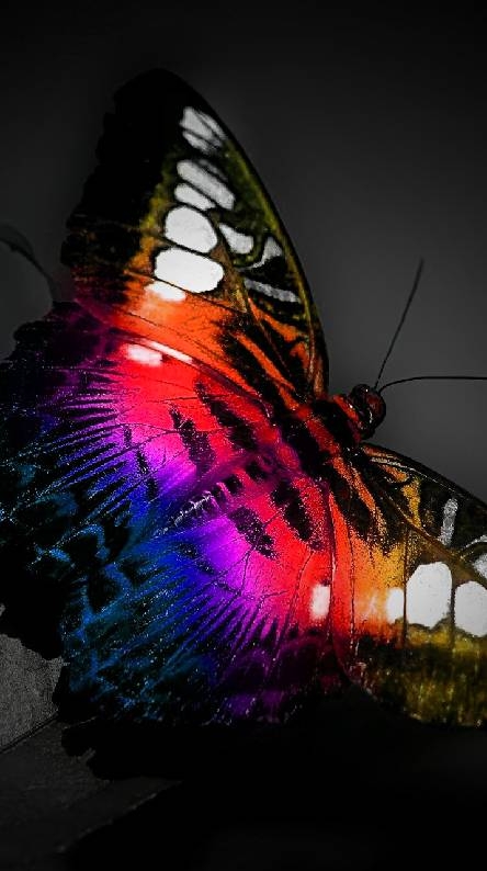 Butterfly ❤