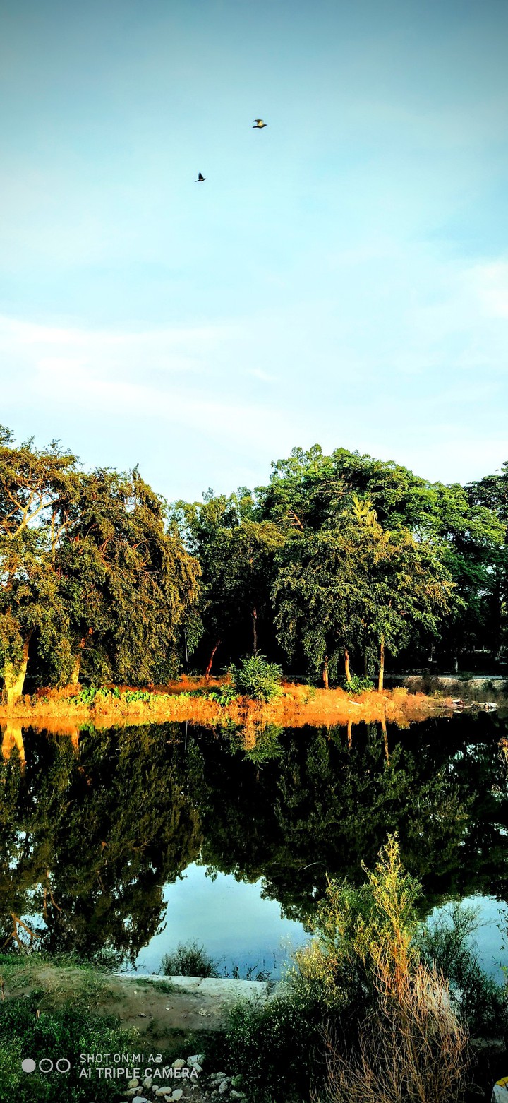 reflection natural green lake