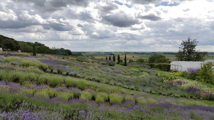 Lavender fields
