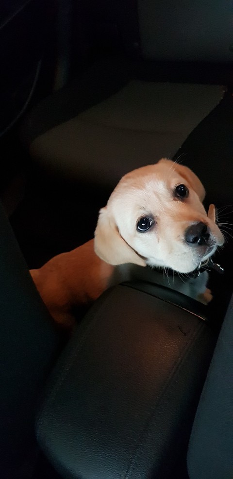 Meet Indi