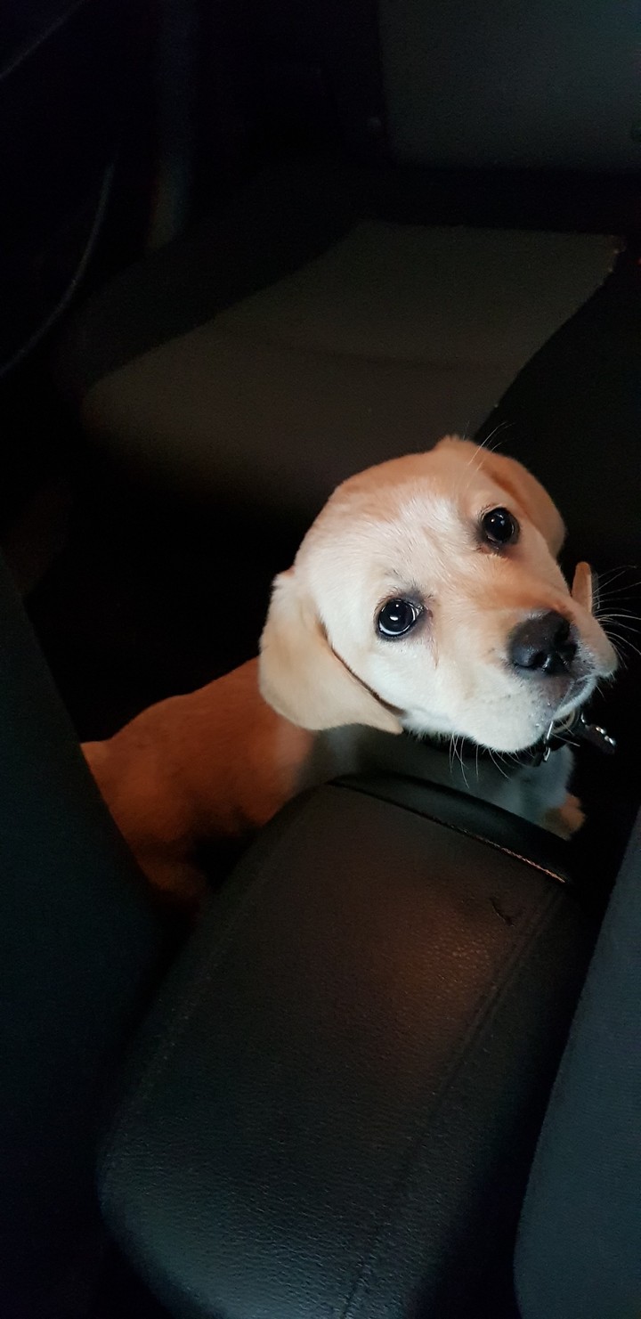Meet Indi